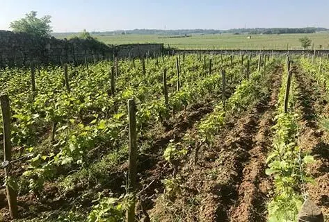 Domaine des Roches Neuves - 3