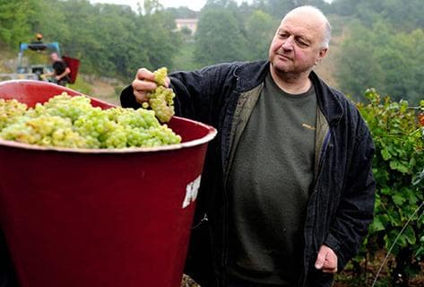 Domaine des Terres dorées - 2