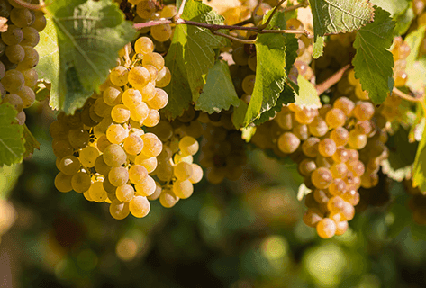 Foto della tenuta - Domaine des Tilleuls - Philippe Livera