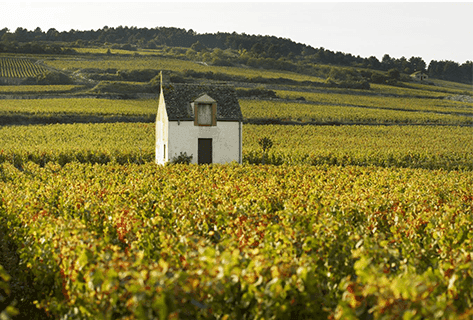 Domaine des Tilleuls - Philippe Livera - 2