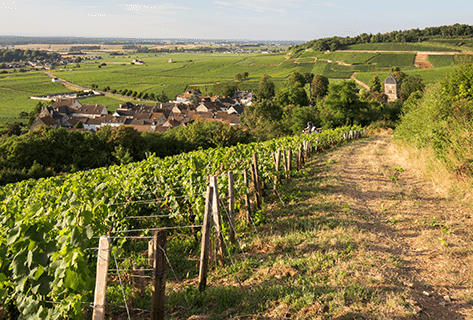 Domaine des Tilleuls - Philippe Livera - 4