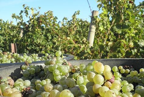 Domaine du Closel - Château des Vaults - 2