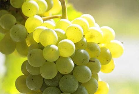 Domaine du Closel - Château des Vaults - 3