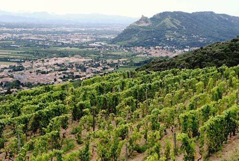 Foto des Partnerweinguts Domaine du Coulet