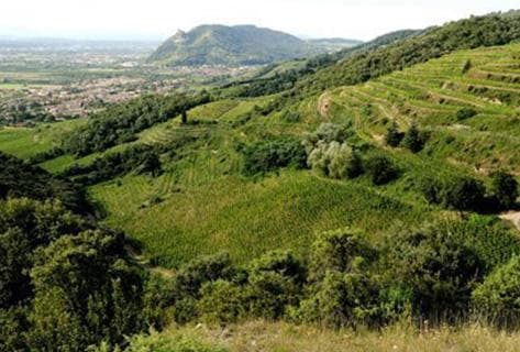 Domaine du Coulet - 4