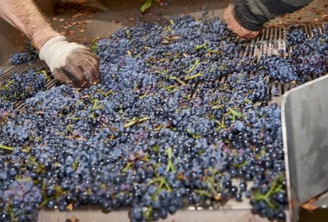 Foto della tenuta - Domaine Du Couvent