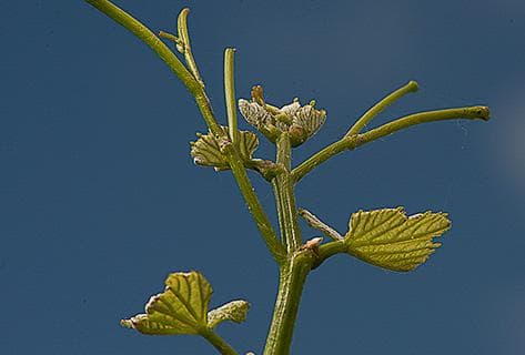 Domaine Du Couvent - 3