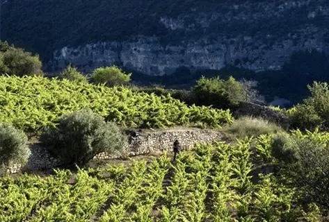 Photo of partner producer Domaine du Pas de l'Escalette