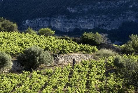 Foto della tenuta - Domaine du Pas de l'Escalette
