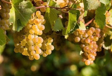 Domaine du Pélican - 1