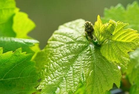 Domaine du Pélican - 4