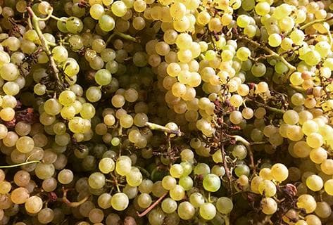 Domaine du Rocher des Violettes - 3