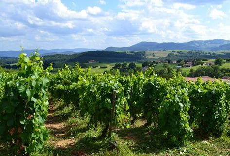 Photo of partner producer Domaine du Vissoux