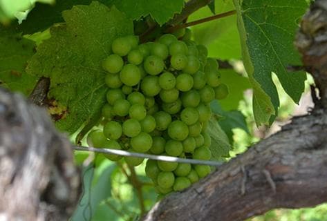 Domaine du Vissoux - 3