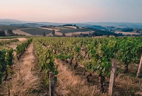 Domaine du Vissoux - 4