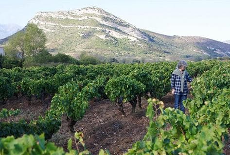 Foto della tenuta - Domaine Giudicelli
