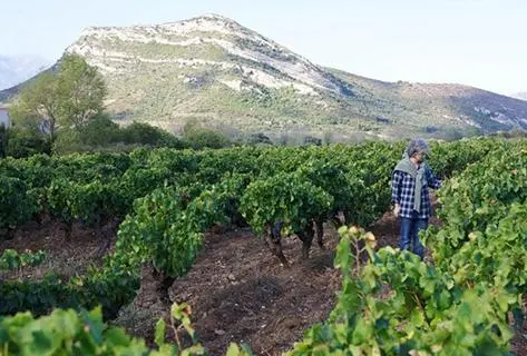 Photo du domaine partenaire Domaine Giudicelli