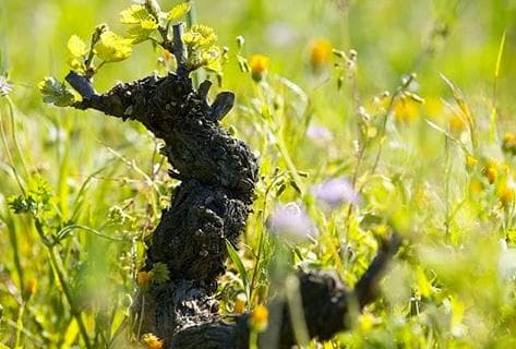 Domaine Giudicelli - 2