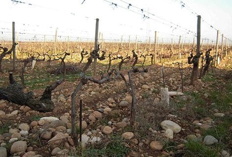 Photo of partner producer Domaine Graillot