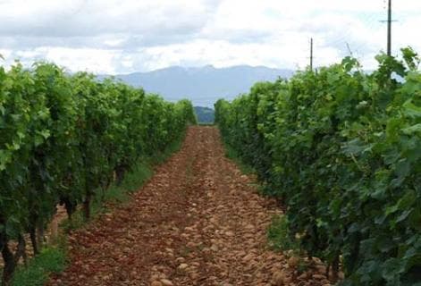 Domaine Graillot - 4