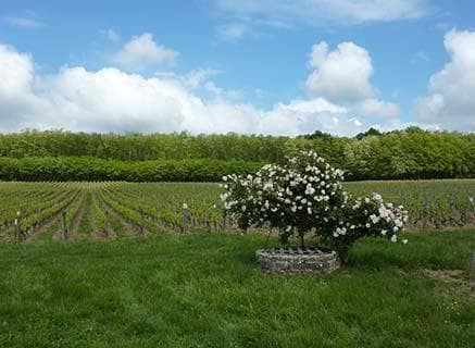 Foto des Partnerweinguts Domaine Guillemot-Michel