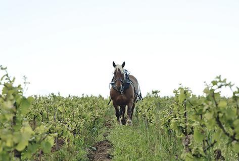 Domaine Laureau - 4