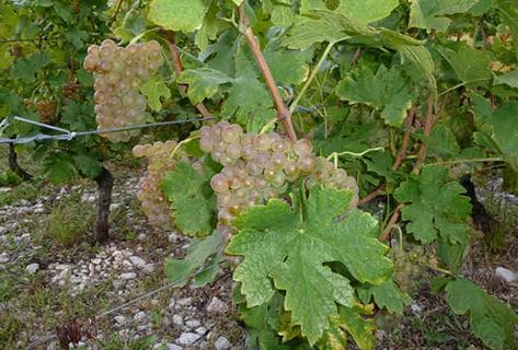 Domaine Louis Magnin - 2