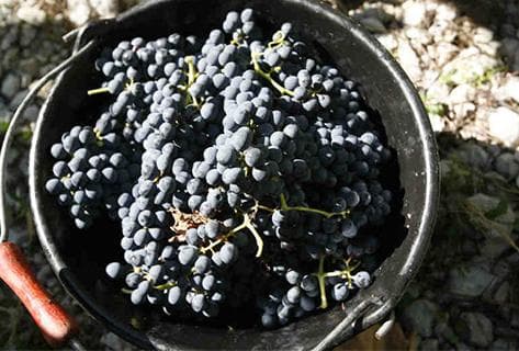 Domaine Louis Magnin - 3