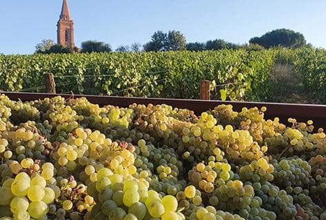 Domaine Plaisance Penavayre - 3