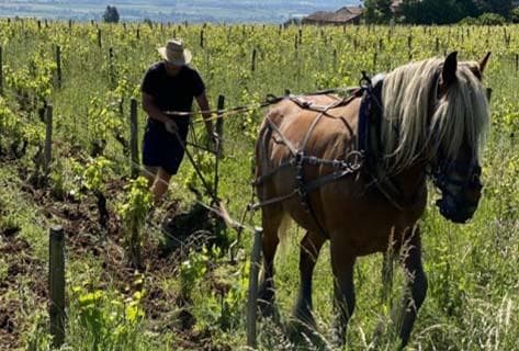 Foto della tenuta - Domaine Saint-Cyr