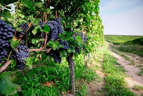 Dominique Laurent - 2