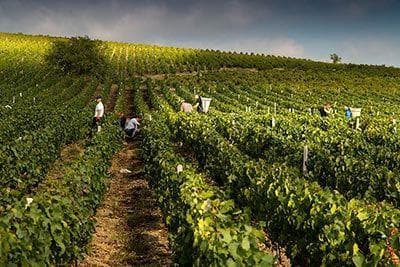 Foto della tenuta - Dominique Piron