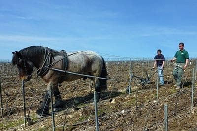 Foto des Partnerweinguts Drappier