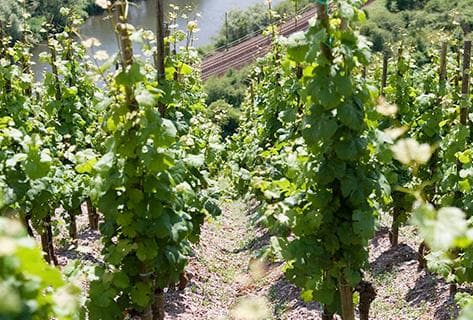 Foto della tenuta - Egon Müller