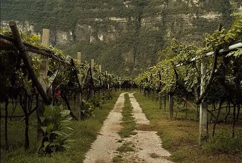 Foto della tenuta - Elisabetta Foradori