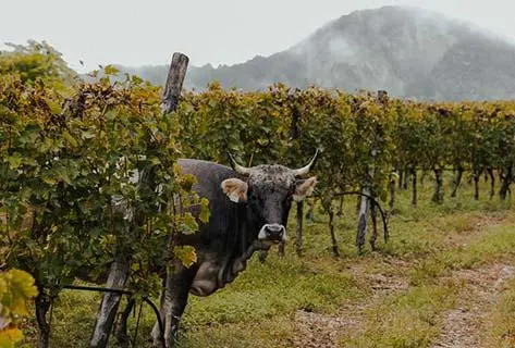 Elisabetta Foradori - 3