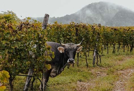 Elisabetta Foradori - 3