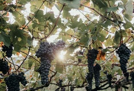 Elisabetta Foradori - 4