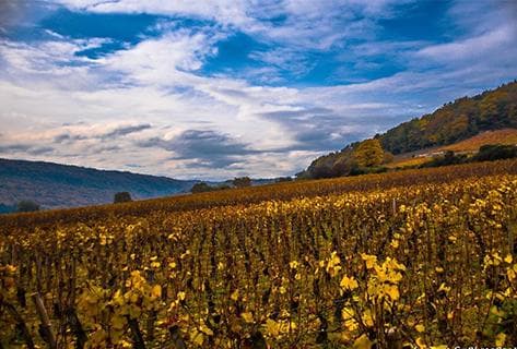 Faiveley - 2
