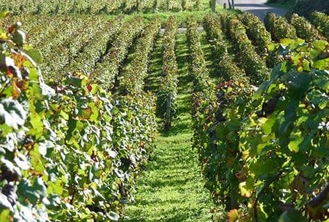 Faiveley - 3