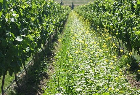 Foto della tenuta - Felton Road