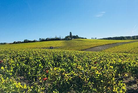 Photo of partner producer Fleury Père & Fils