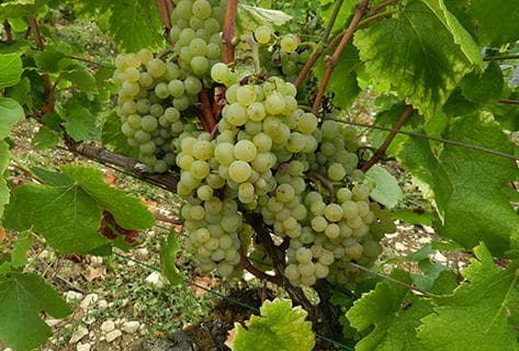 Fleury Père & Fils - 3