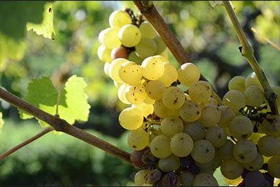 François Chidaine - 3