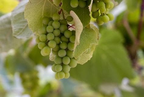François Rousset-Martin - 4