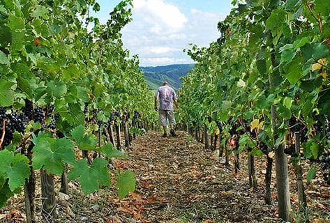 Foto della tenuta - François Villard