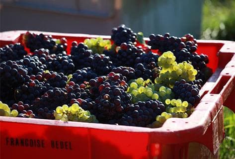 Françoise Bedel et Fils - 4