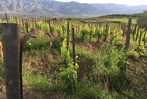 Foto della tenuta - Frank Cornelissen