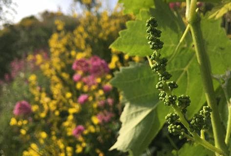 Frank Cornelissen - 2