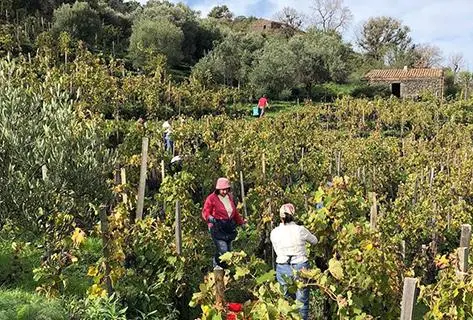 Frank Cornelissen - 4